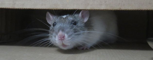 Rodent Droppings Clean Up Service in the D.C.–Baltimore Metro Area